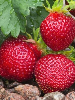 fragaria-ananassa-dahli-650x650 Braškė "Dahli"