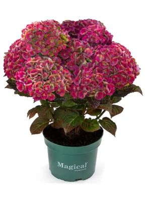 magical_amethyst_red.1280x1280 Hortenzija didžialapė "Magical Amethyst red"(Hydrangea macrophylla "Magical Amethyst red")
