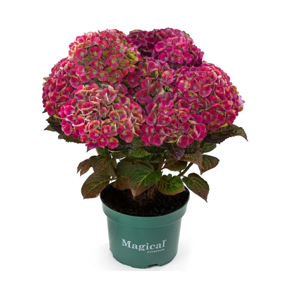 magical_amethyst_red.1280x1280 Hortenzija didžialapė "Magical Amethyst red"(Hydrangea macrophylla "Magical Amethyst red")