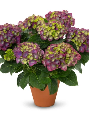 originals-ningbo-purple.1280x1280 Hortenzija didžialapė "Originals Ningbo, purple" (Hydrangea macrophylla "Originals Ningbo, purple")