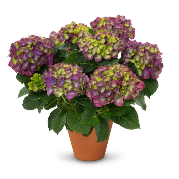 originals-ningbo-purple.1280x1280 Hortenzija didžialapė "Originals Ningbo, purple" (Hydrangea macrophylla "Originals Ningbo, purple")