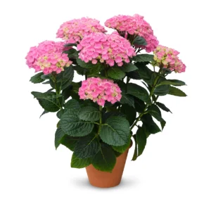 Hortenzija didžialapė „Originals Xian pink” (Hydrangea macrophylla „Originals Xian pink”)