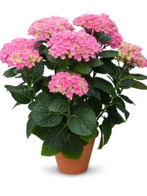originals-xian-pink.1280x1280 Hortenzija didžialapė „Originals Xian pink” (Hydrangea macrophylla „Originals Xian pink”)