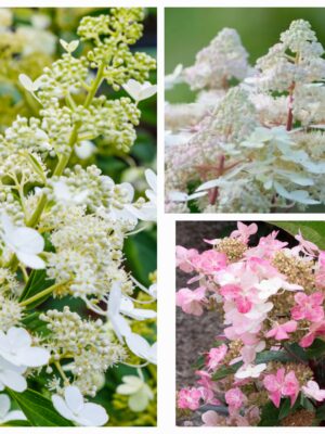 Hortenzija šluotelinė „Early Harry” (Hydrangea paniculata „Early Harry”)