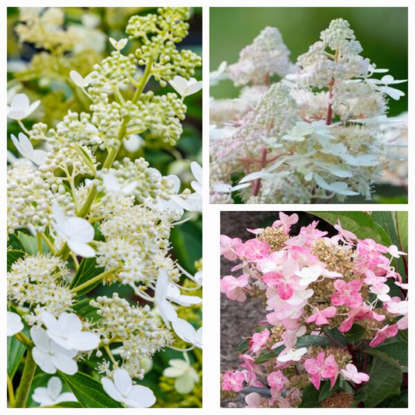 Hortenzija šluotelinė „Early Harry” (Hydrangea paniculata „Early Harry”)