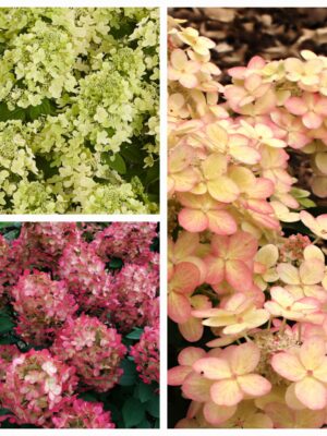 Hortenzija šluotelinė „Panflora” (Hydrangea paniculata „Panflora”)