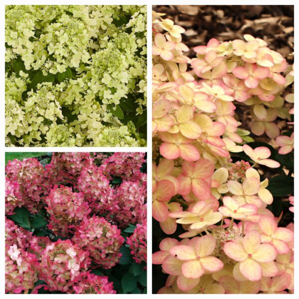 Hortenzija šluotelinė „Panflora” (Hydrangea paniculata „Panflora”)