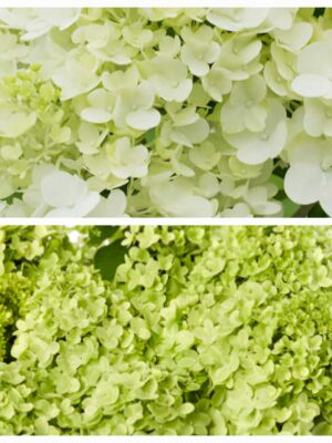 Hortenzija šluotelinė „Pandora” (Hydrangea paniculata „Pandora”)