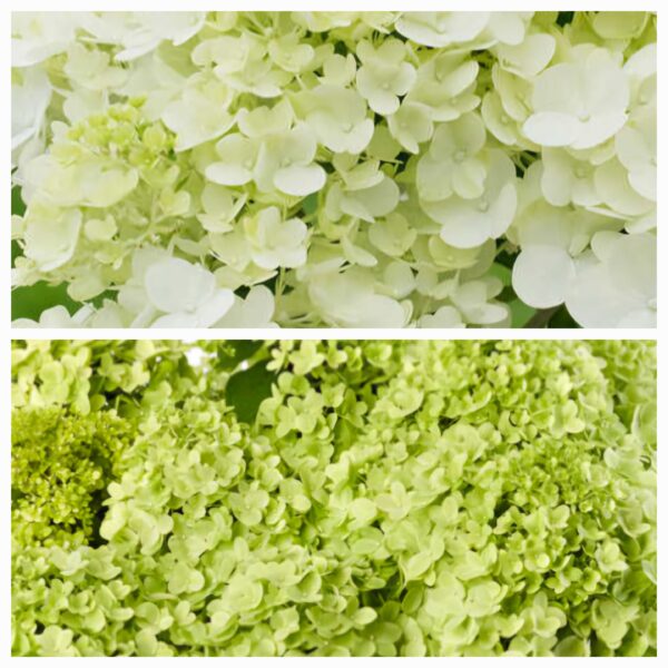 Hortenzija šluotelinė „Pandora” (Hydrangea paniculata „Pandora”)