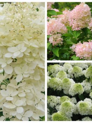 Hortenzija šluotelinė „Phantom” (Hydrangea paniculata „Phantom”)