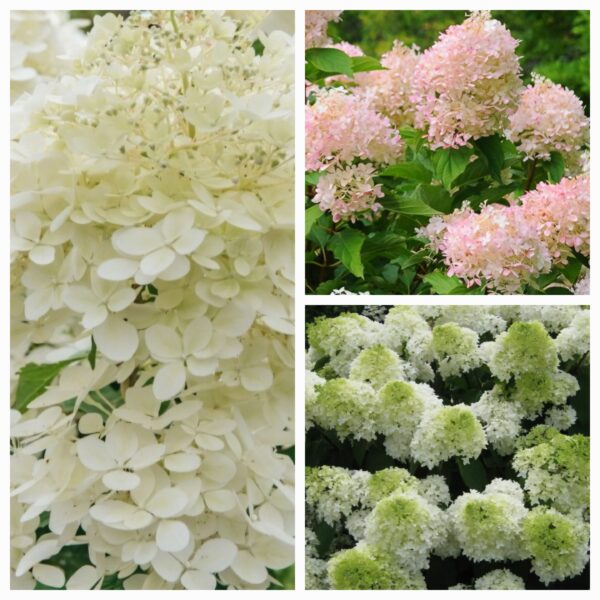 Hortenzija šluotelinė „Phantom” (Hydrangea paniculata „Phantom”)