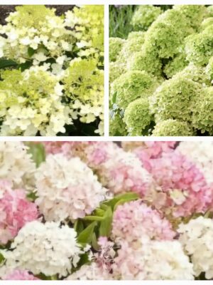 Hortenzija šluotelinė „Living Little Love” (Hydrangea paniculata „Living Little Love”)