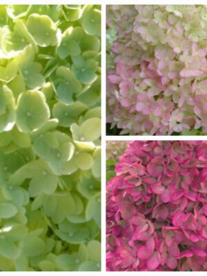 Hortenzija šluotelinė „Gardenlight Redlight” (Hydrangea paniculata „Gardenlight Redlight”)