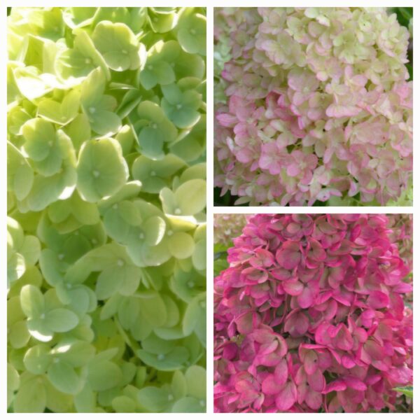 Hortenzija šluotelinė „Gardenlight Redlight” (Hydrangea paniculata „Gardenlight Redlight”)