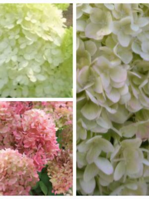 Hortenzija šluotelinė „Gardenlight Pinklight” (Hydrangea paniculata „Gardenlight Pinklight”)