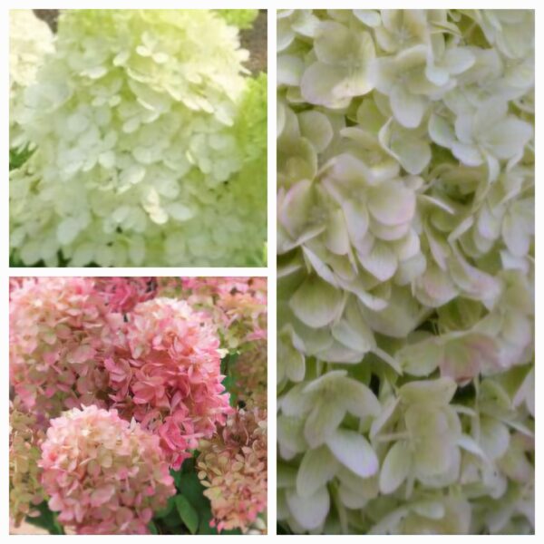 Hortenzija šluotelinė „Gardenlight Pinklight” (Hydrangea paniculata „Gardenlight Pinklight”)