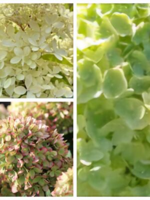 Hortenzija šluotelinė „Gardenlight Greenlight” (Hydrangea paniculata „Gardenlight Greenlight”)