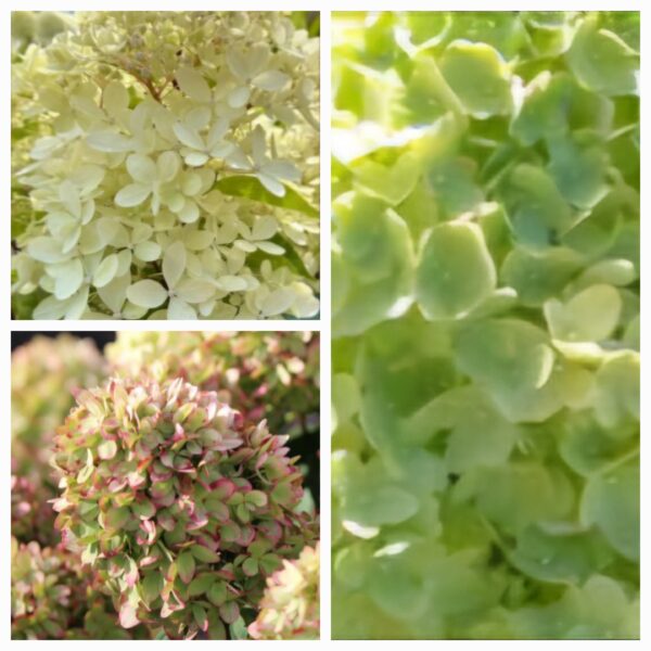 Hortenzija šluotelinė „Gardenlight Greenlight” (Hydrangea paniculata „Gardenlight Greenlight”)