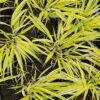 Hakonė didžioji "Aureola" (Hakonechloa macra "Aureola")