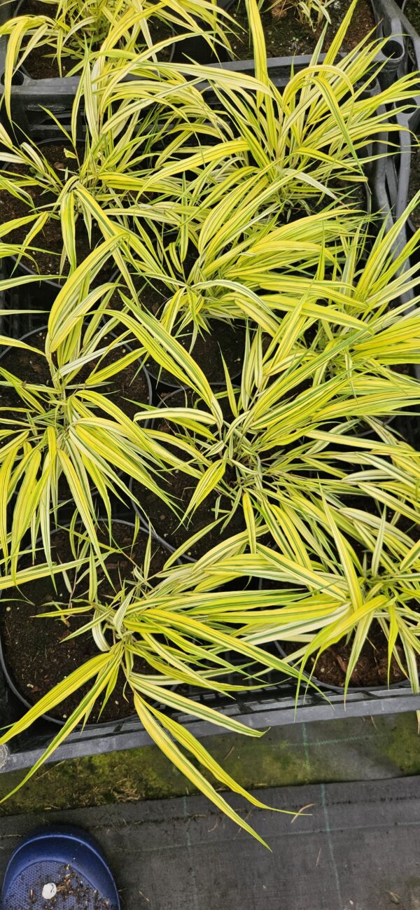 Hakonė didžioji "Aureola" (Hakonechloa macra "Aureola")