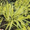 Hakonė didžioji "Aureola" (Hakonechloa macra "Aureola")