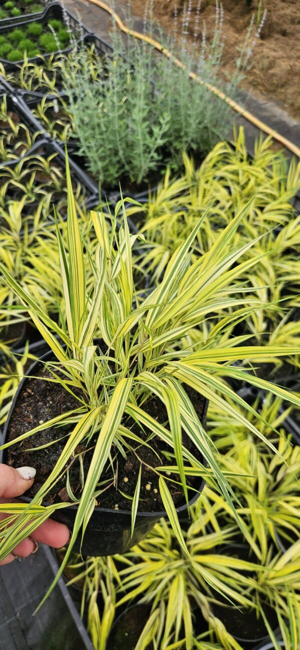 Hakonė didžioji "Aureola" (Hakonechloa macra "Aureola")