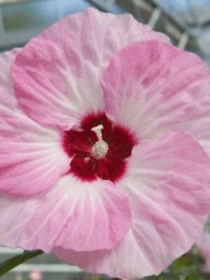 Kinrožė pelkinė „Spinderella” (Hibiscus moscheutos „Spinderella”)