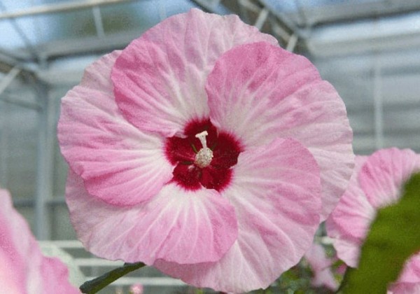Kinrožė pelkinė „Spinderella” (Hibiscus moscheutos „Spinderella”)