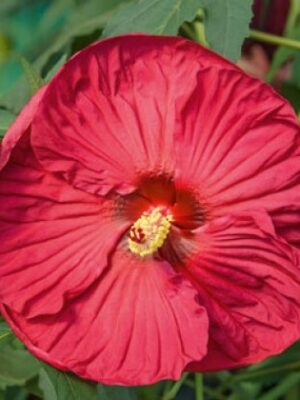 Kinrožė pelkinė „Summer in Paradise” (Hibiscus moscheutos „Summer in Paradise”)
