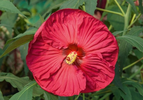 Kinrožė pelkinė „Summer in Paradise” (Hibiscus moscheutos „Summer in Paradise”)