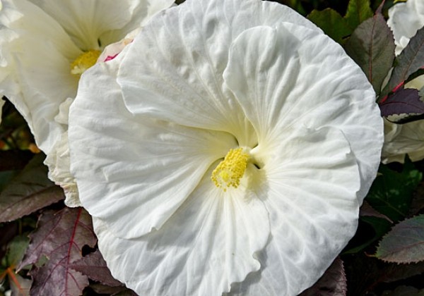 Kinrožė pelkinė „Cookies and Cream” (Hibiscus moscheutos „Cookies and Cream”)