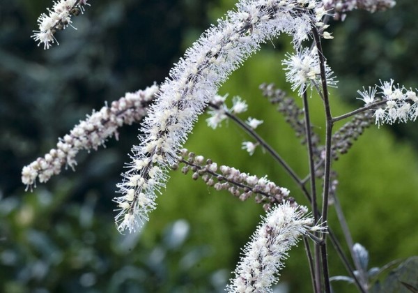 Blakėžudė „Queen of Sheba” (Cimicifuga simplex „Queen of Sheba”)