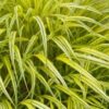 Hakonė didžioji "Aureola" (Hakonechloa macra "Aureola")