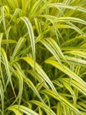 Hakonė didžioji "Aureola" (Hakonechloa macra "Aureola")