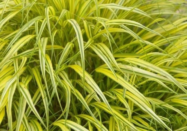 Hakonė didžioji "Aureola" (Hakonechloa macra "Aureola")