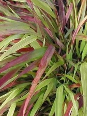 Hakonė didžioji „Beni Kaze” (Hakonechloa macra „ Beni Kaze”)