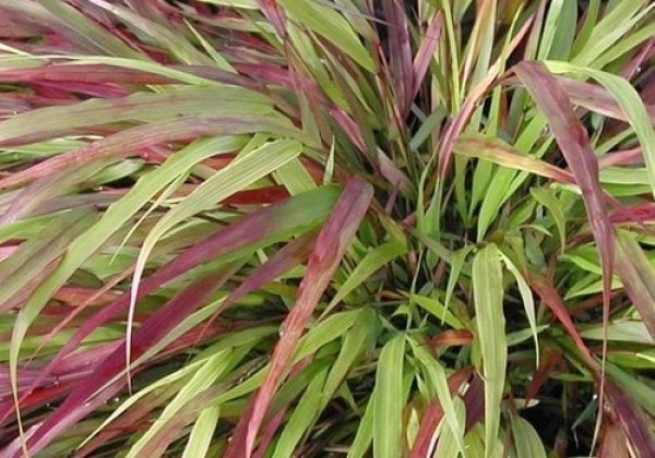 Hakonė didžioji „Beni Kaze” (Hakonechloa macra „ Beni Kaze”)