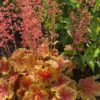 Alūne „Eternal Flame” (Heuchera „Eternal Flame”)
