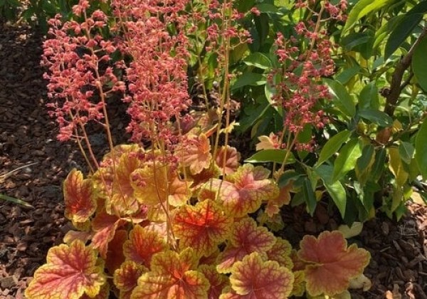 Alūne „Eternal Flame” (Heuchera „Eternal Flame”)
