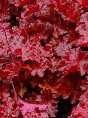 Alūnė „FOREVER® Red” (Heuchera „FOREVER® Red”)