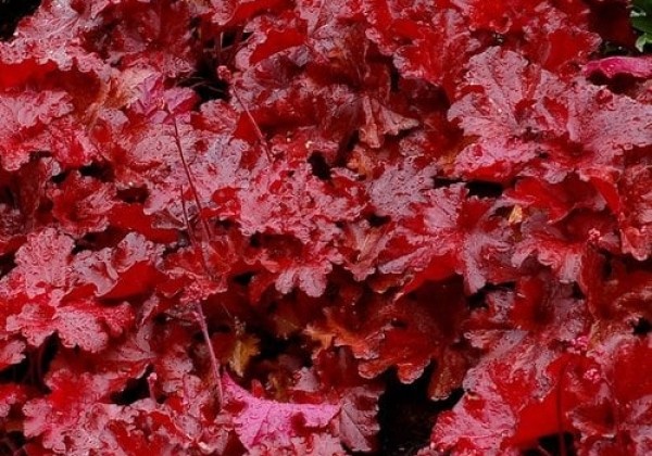 Alūnė „FOREVER® Red” (Heuchera „FOREVER® Red”)