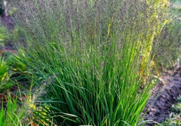 Melvenė melsvoji „Banshee” (Molinia caerulea „Banshee”)