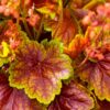 Alūne „Eternal Flame” (Heuchera „Eternal Flame”)