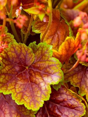 Alūne „Eternal Flame” (Heuchera „Eternal Flame”)