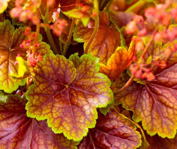 Alūne „Eternal Flame” (Heuchera „Eternal Flame”)