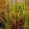 Miskantas kininis „Brazil” (Miscanthus sinensis „Brazil”)