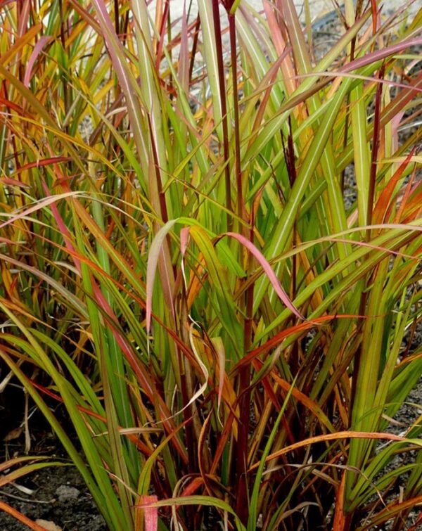 Miskantas kininis „Brazil” (Miscanthus sinensis „Brazil”)