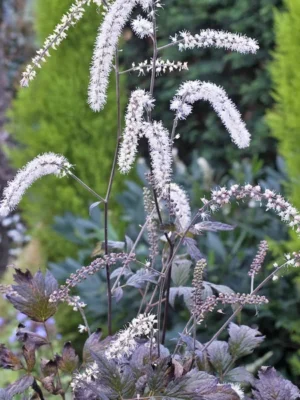 Blakėžudė „Queen of Sheba” (Cimicifuga simplex „Queen of Sheba”)