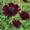 chocolatecosmos_530x Kosmėja šokoladinė "Chocolate" (Cosmos atrosanguineus "Chocolate")