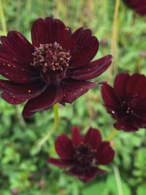 Kosmėja šokoladinė "Chocolate" (Cosmos atrosanguineus "Chocolate")